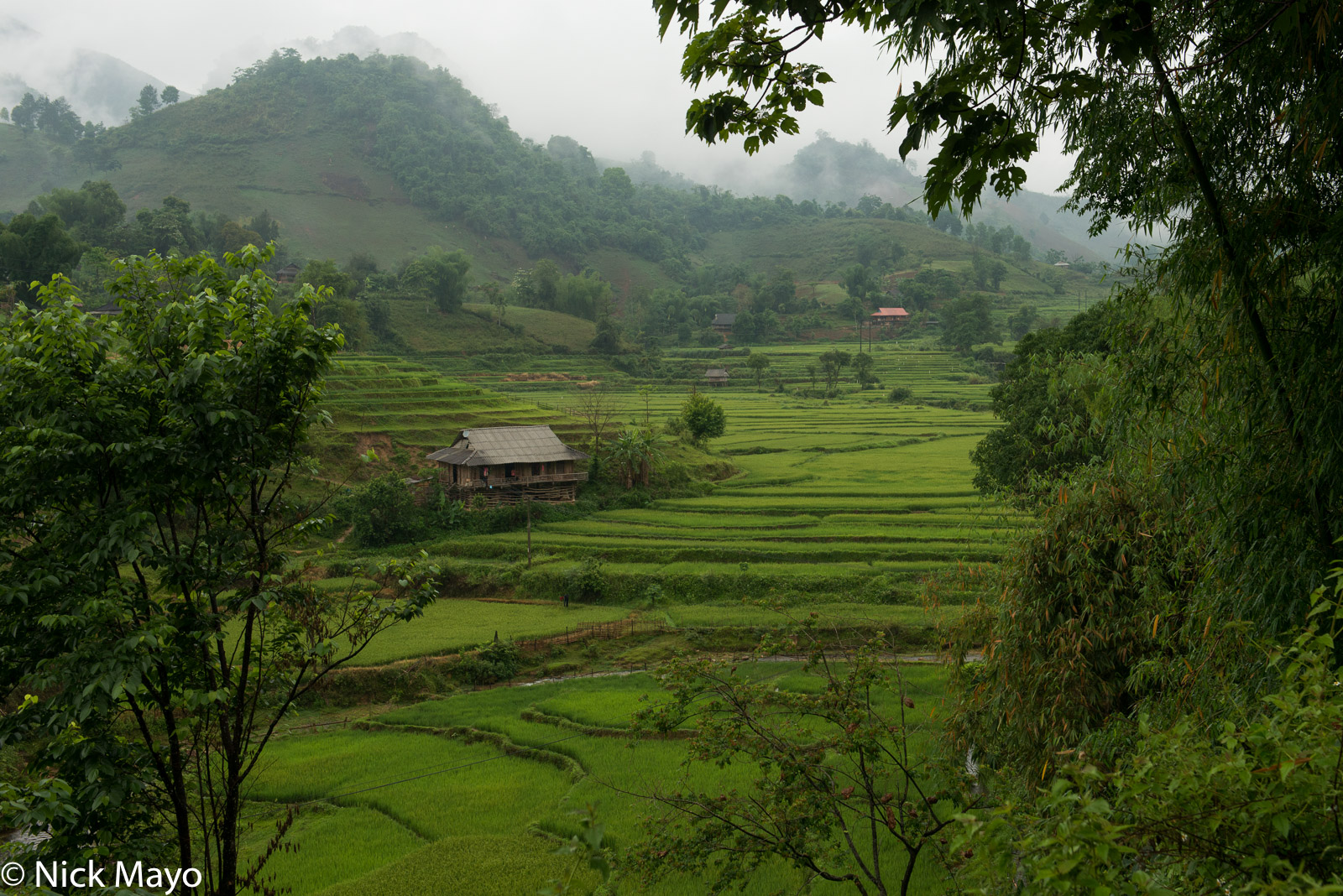 A Thai house sited in a valley of verdant paddy rice outside Tua Chua.