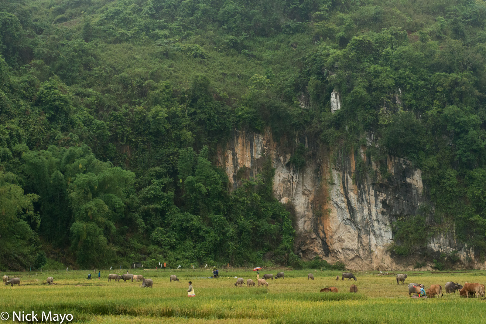 Water buffalo and cattle graze on freshly cut paddy rice fields near Tua Chua.