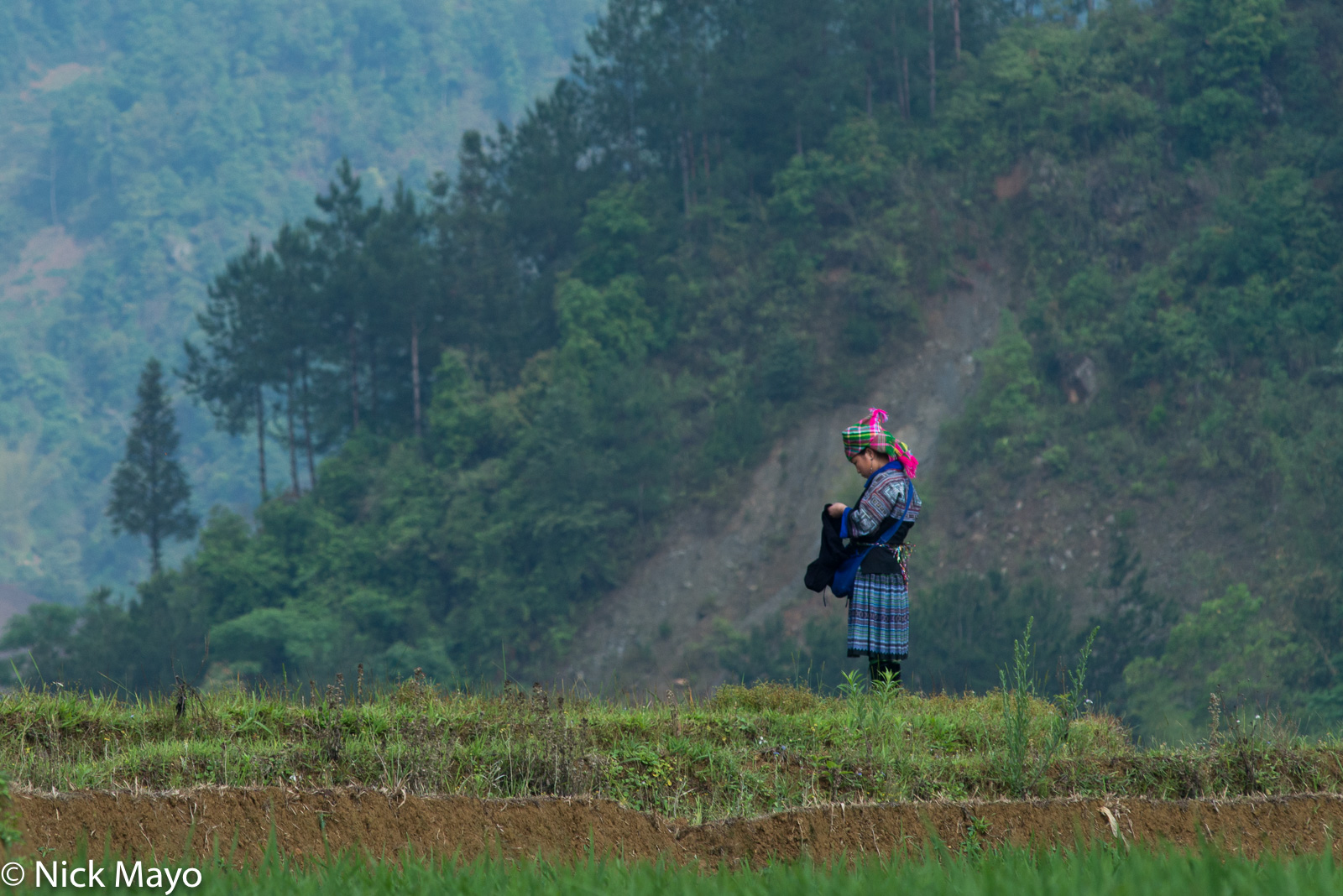 A Blue Hmong woman sewing while watching over her water buffalo at Mu Cang Chai.