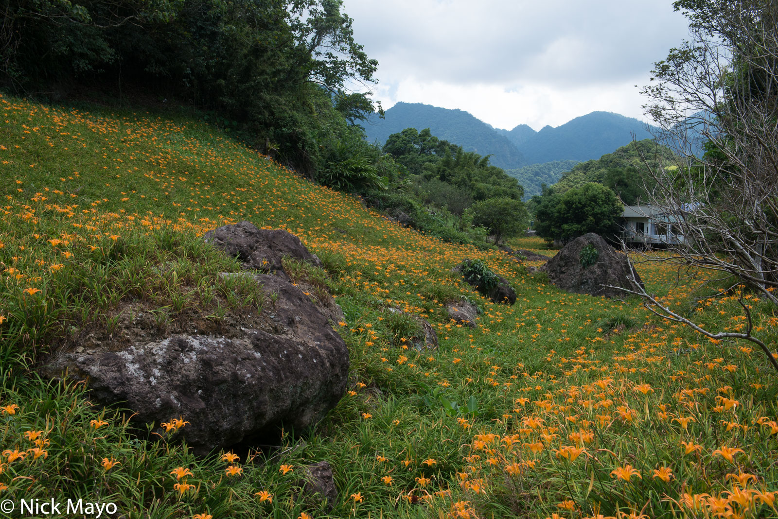 A valley of flowering daylilies at Liushidanshan in Hualien County.