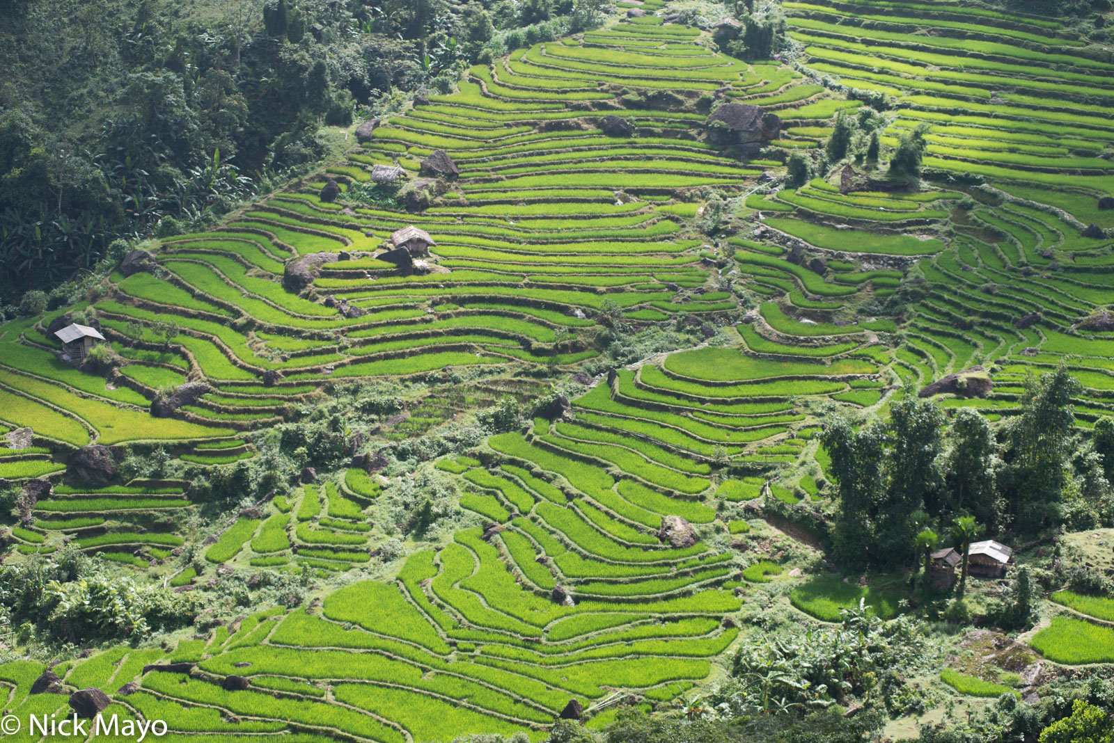 Ha Giang, Paddy, Vietnam, Agriculture