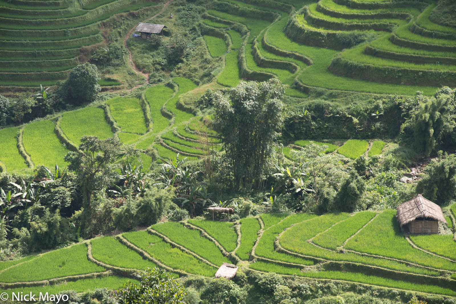 Field huts set amongst terraces of paddy rice near Tan Minh.