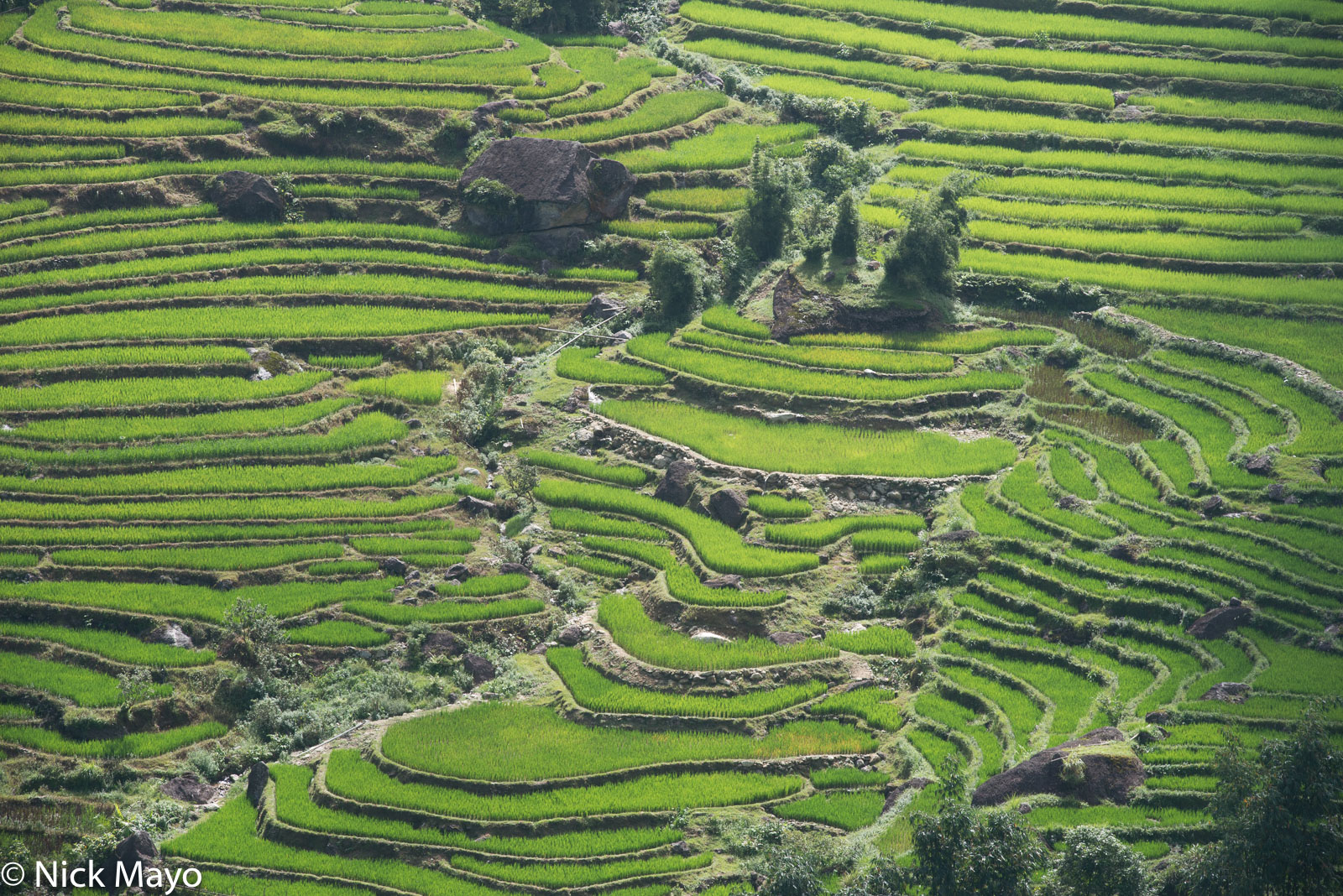 Elegantly crafted paddy rice fields near Tan Minh.