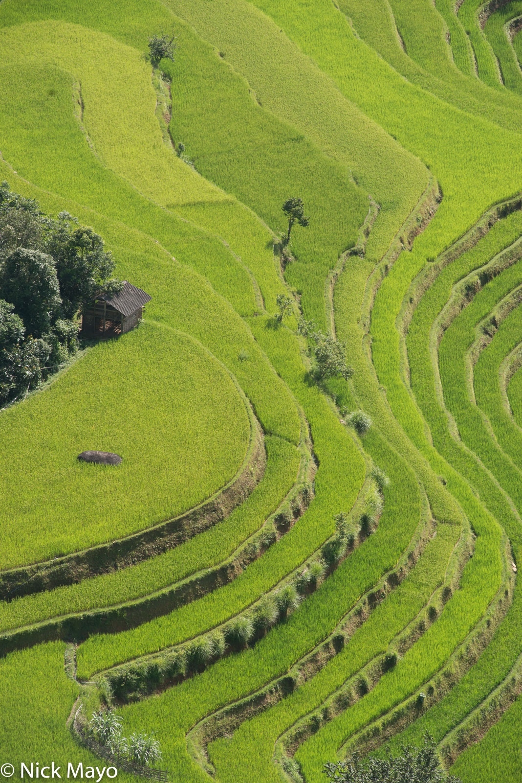 Golden paddy rice fields near Nam Ty.