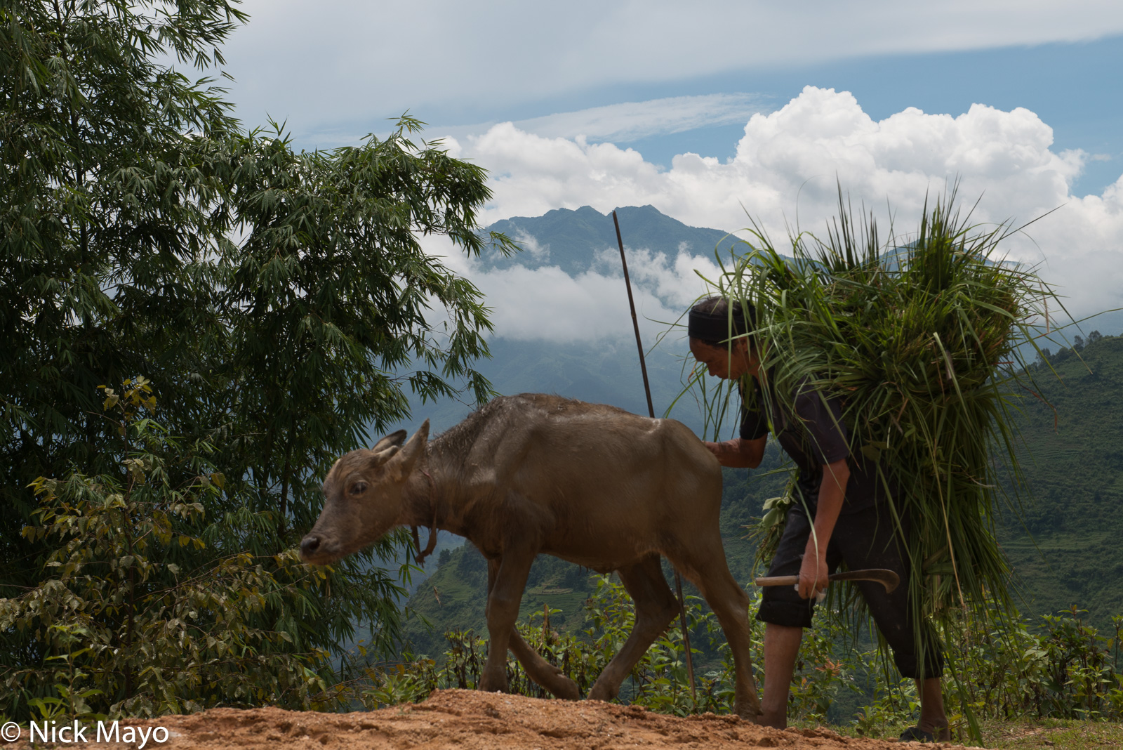 A La Chi farmer with a load of fodder driving a young water buffalo home at Ban Phung.