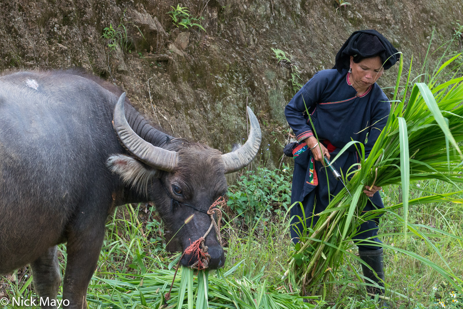 A Dao Ao Dai woman cutting fodder for her water buffalo near Ban Luoc.