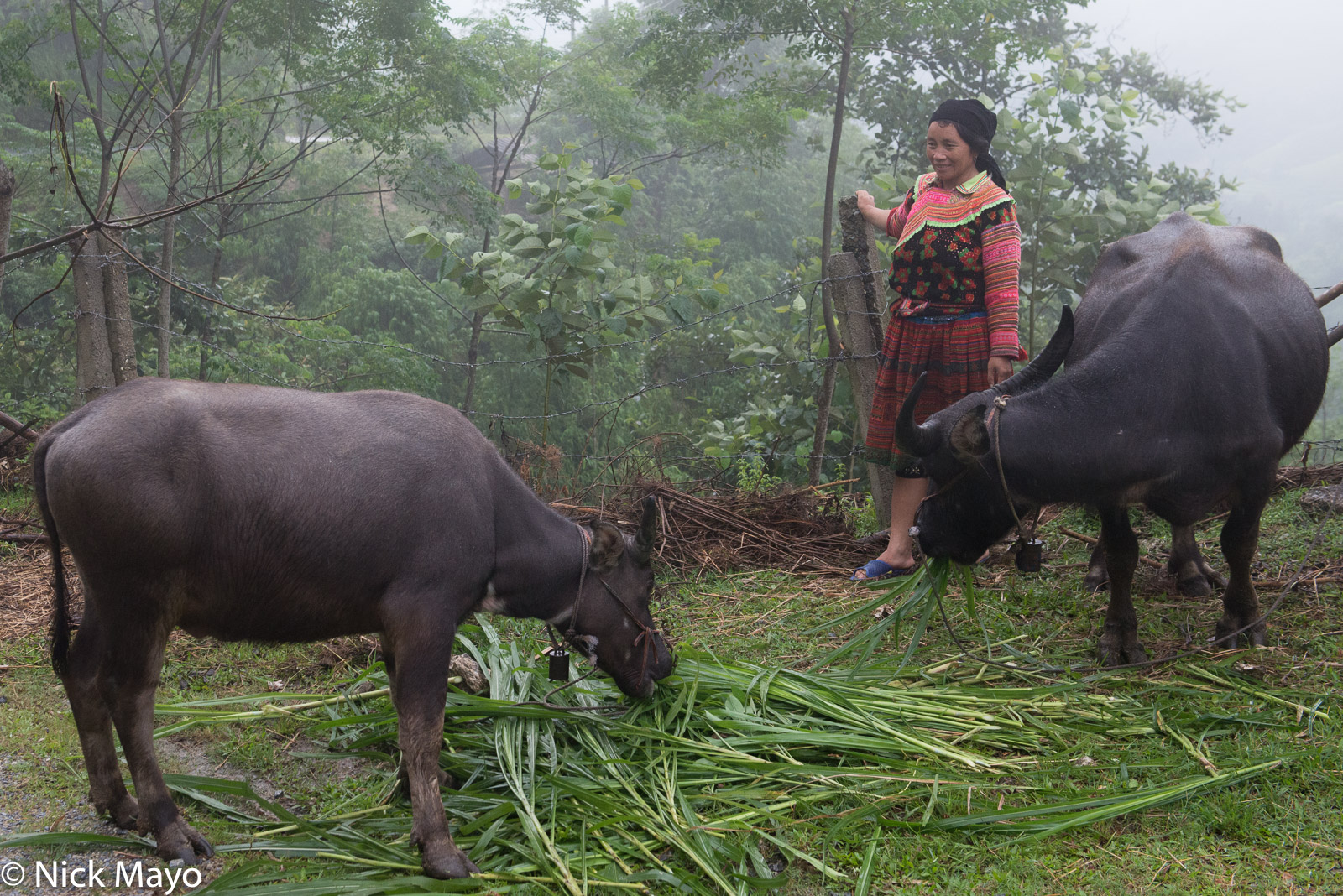 A Hmong woman watching two water buffalo feed near Nam Dich.