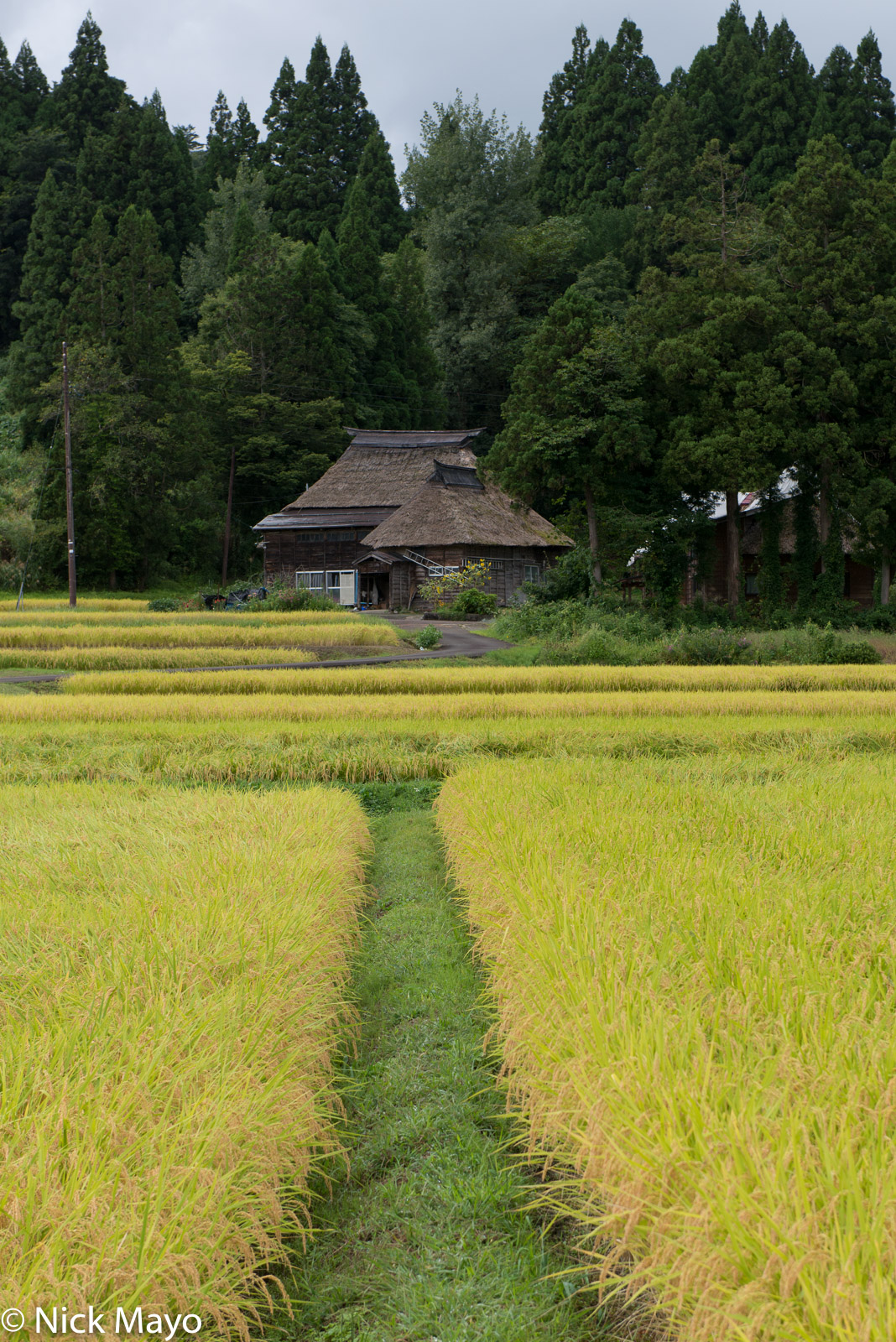 A thatched house facing the paddy rice fields at Oginoshima.