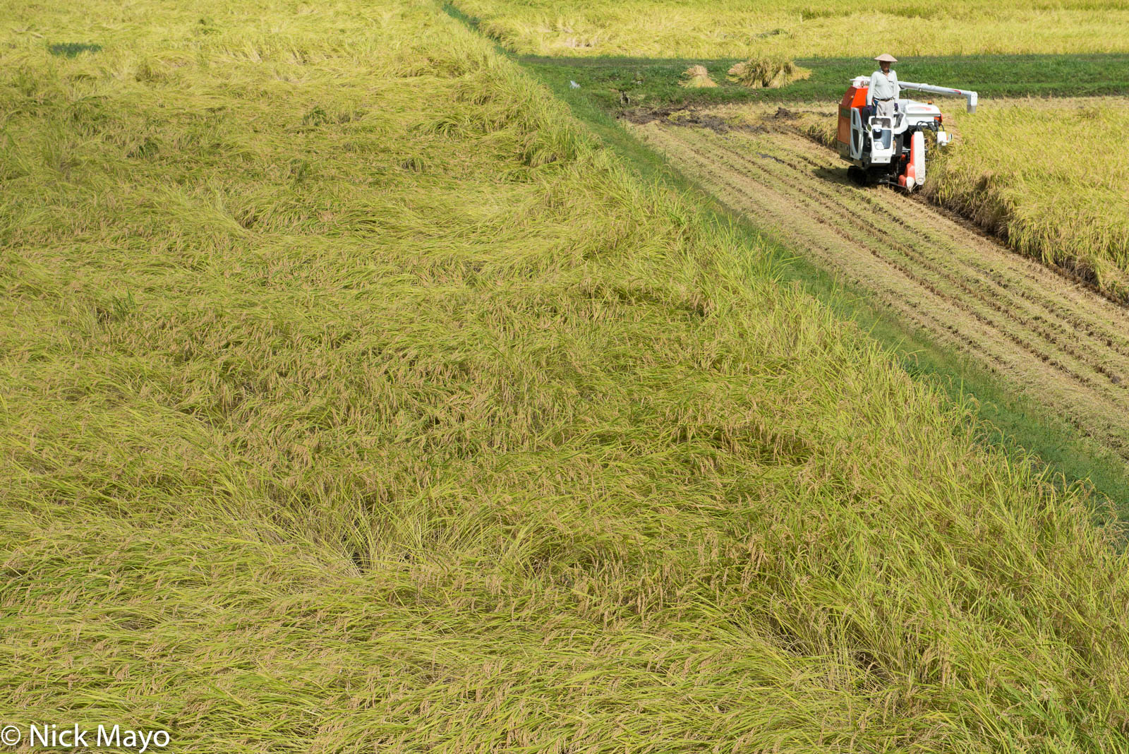 Harvesting paddy rice near Matsudai.