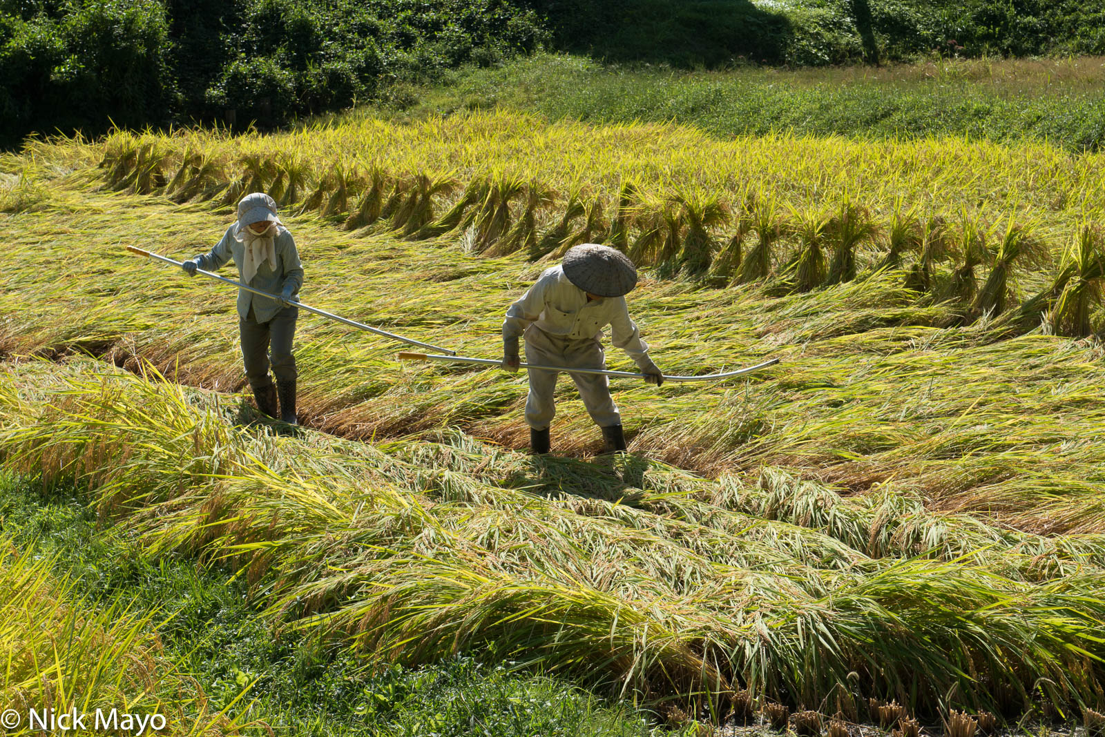 Farmers pulling up blown over rice for harvesting near Matsudai.