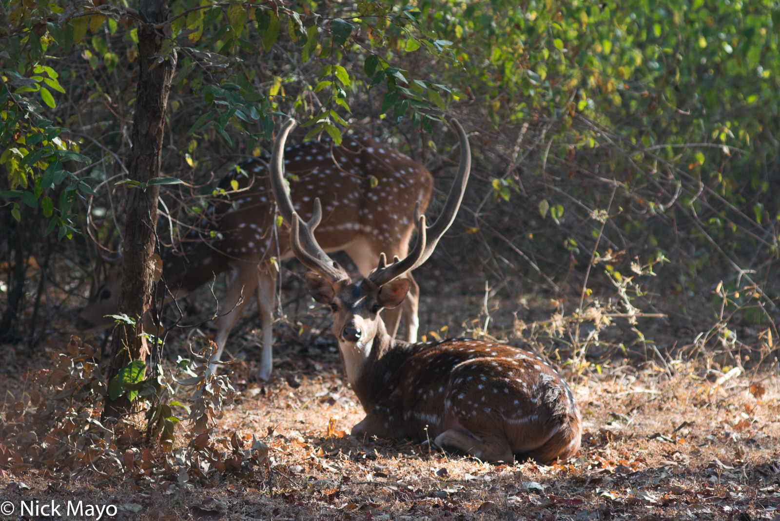 Spotted deer at Bandhavgarh National Park.