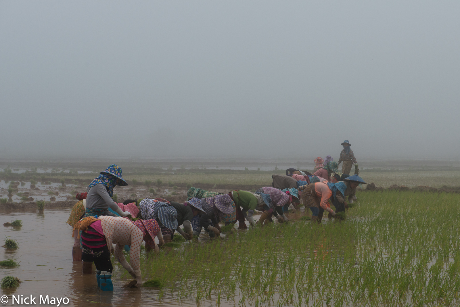 Shan women transplanting paddy rice near Kalaw.