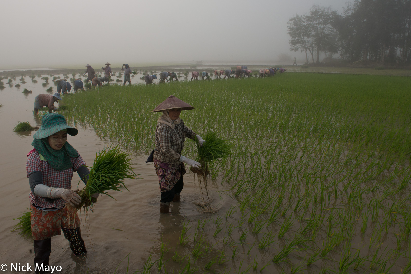Shan women transplanting paddy rice near Kalaw on a misty morning.