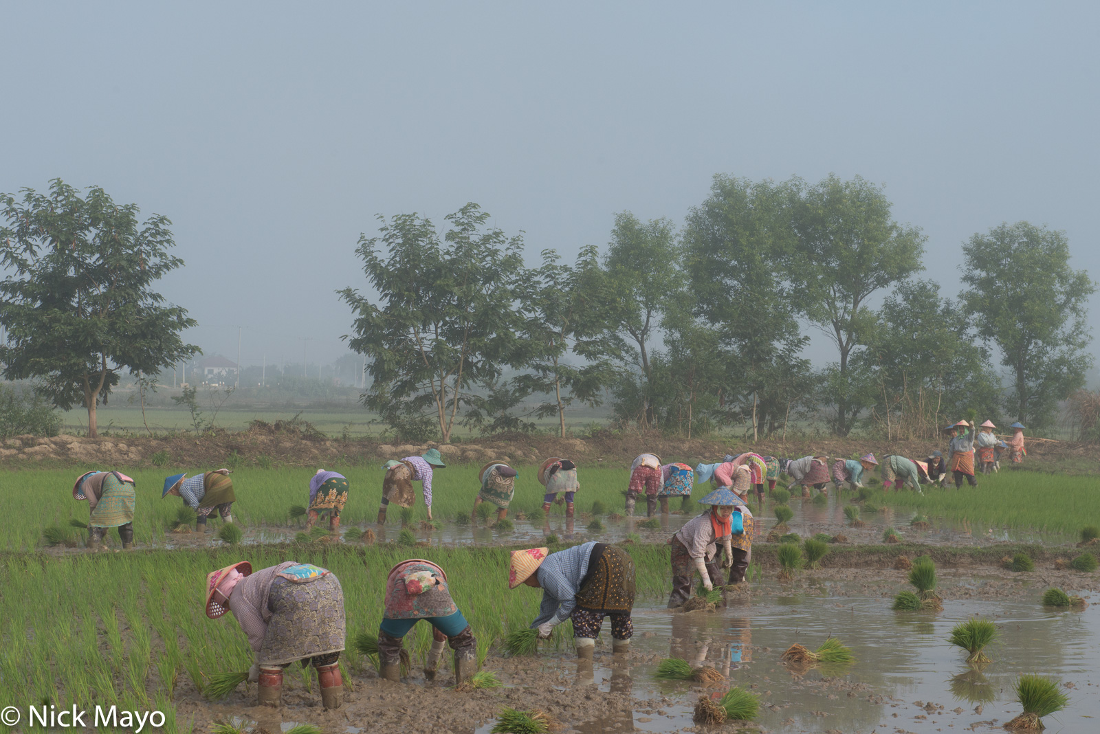 A large group of Shan women transplanting paddy rice near Kalaw.