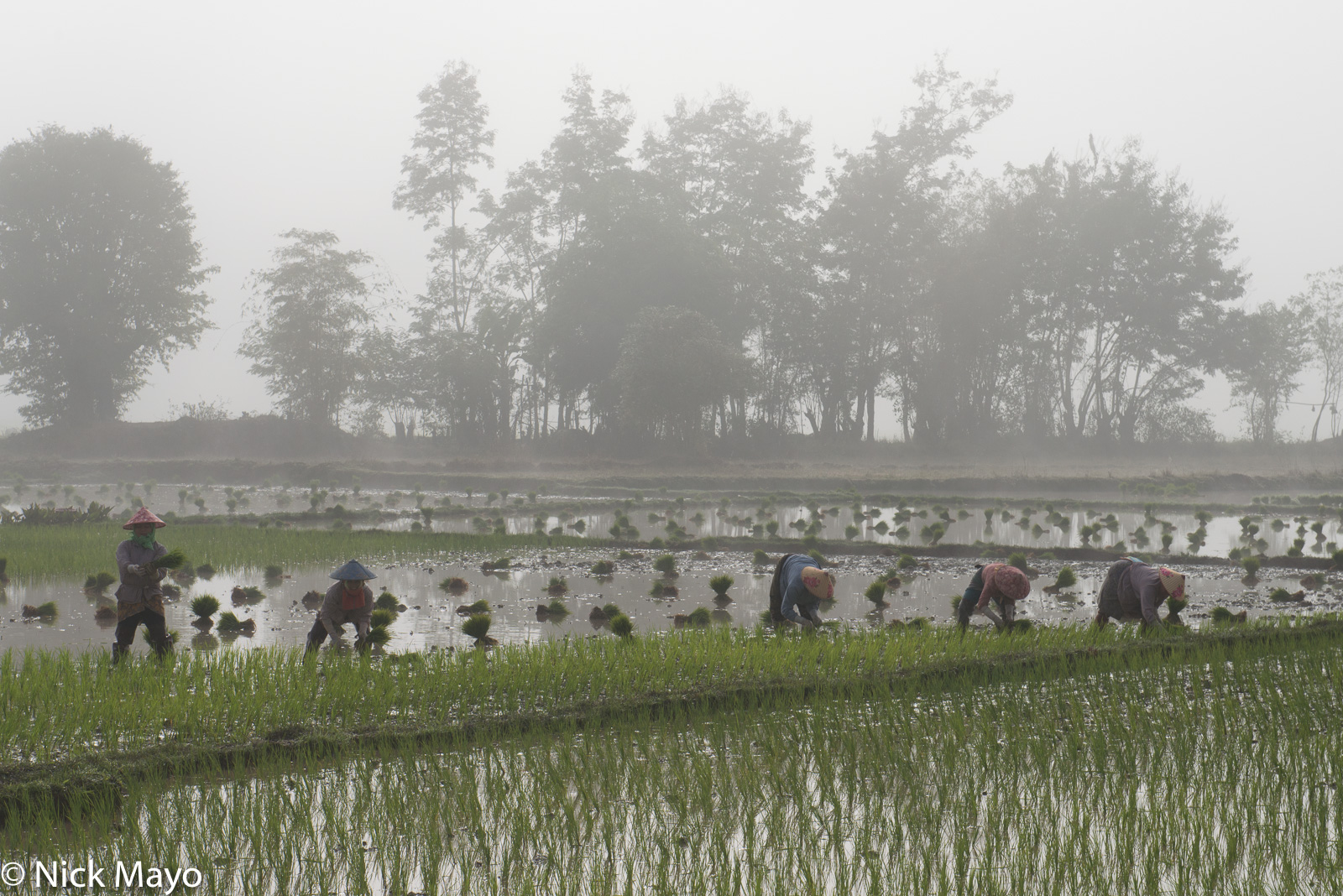 Five Shan women transplanting paddy rice near Kalaw.