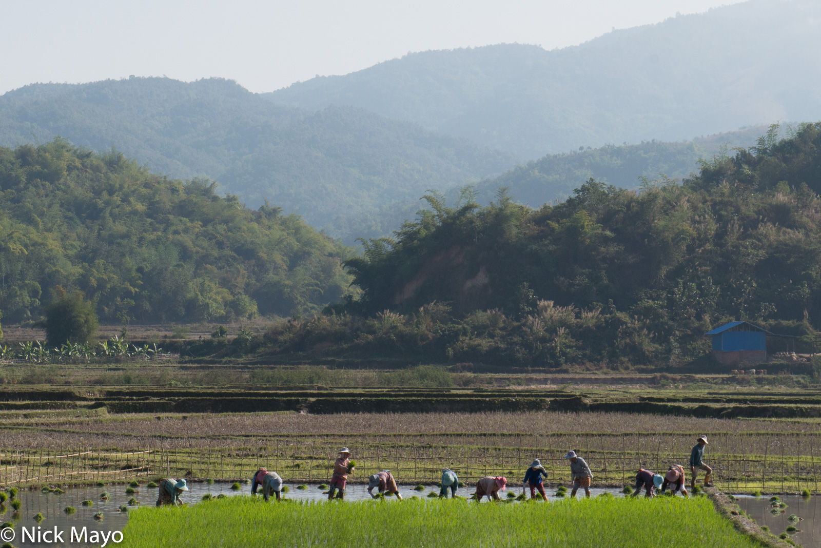 A group of Shan women transplanting paddy rice shoots near Kalaw.