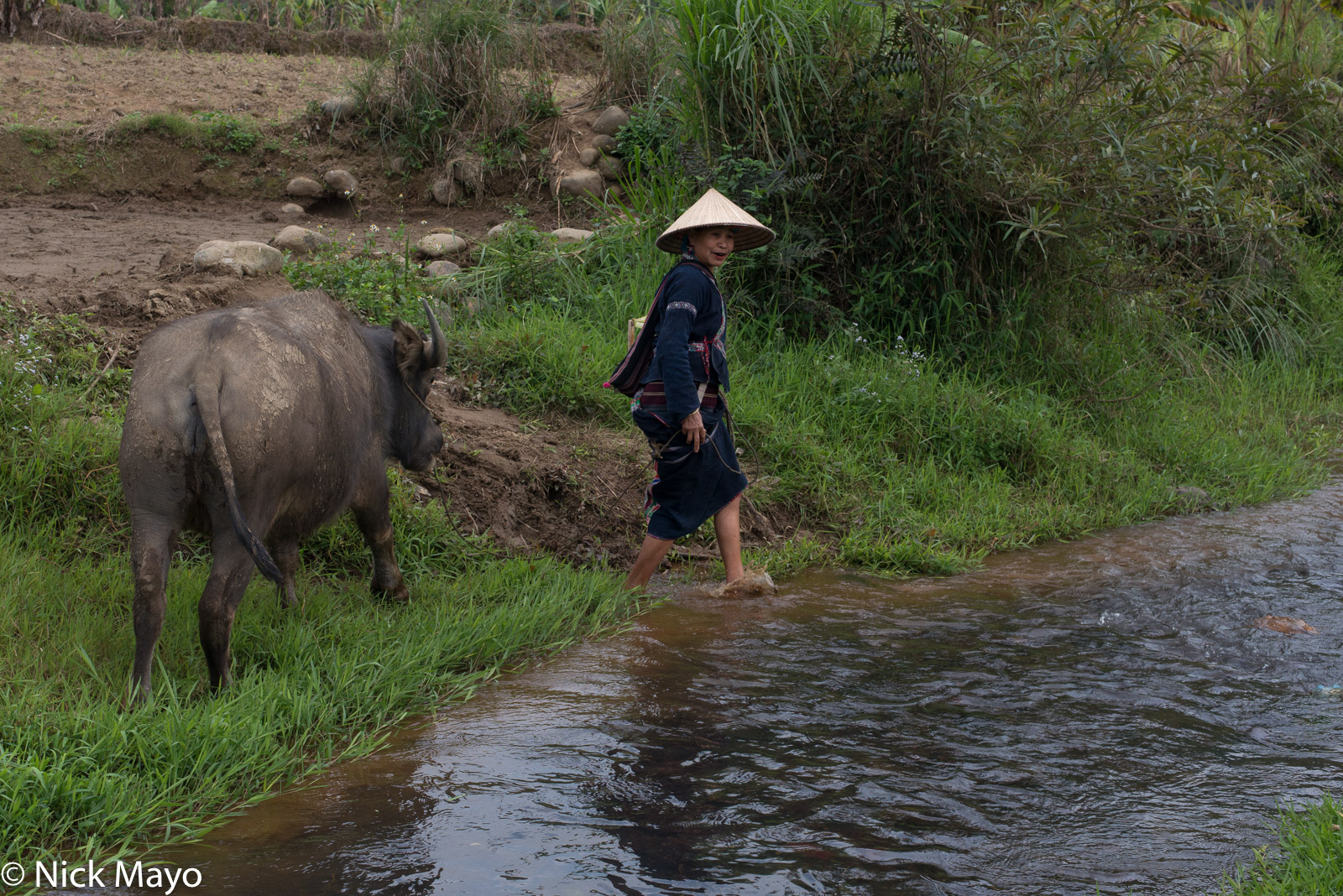 A Lu woman leading her water buffalo across a stream near Nha Hum.