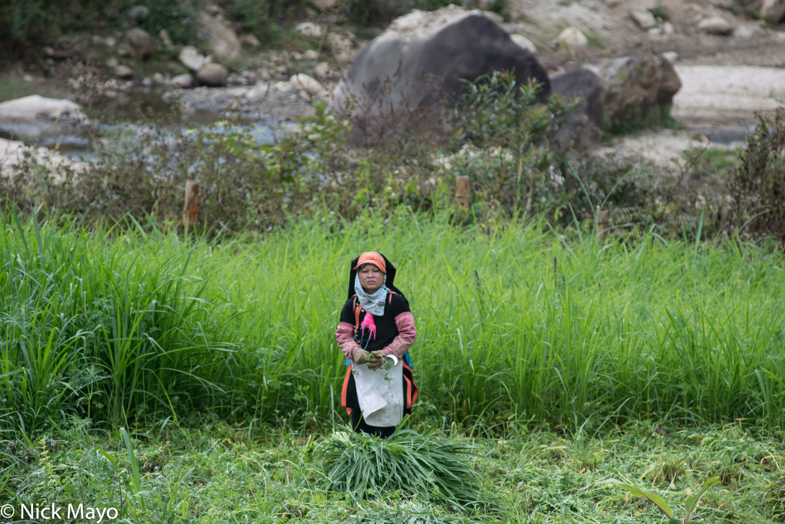 A Black Dao woman cutting grass near Ban Thet Sin.