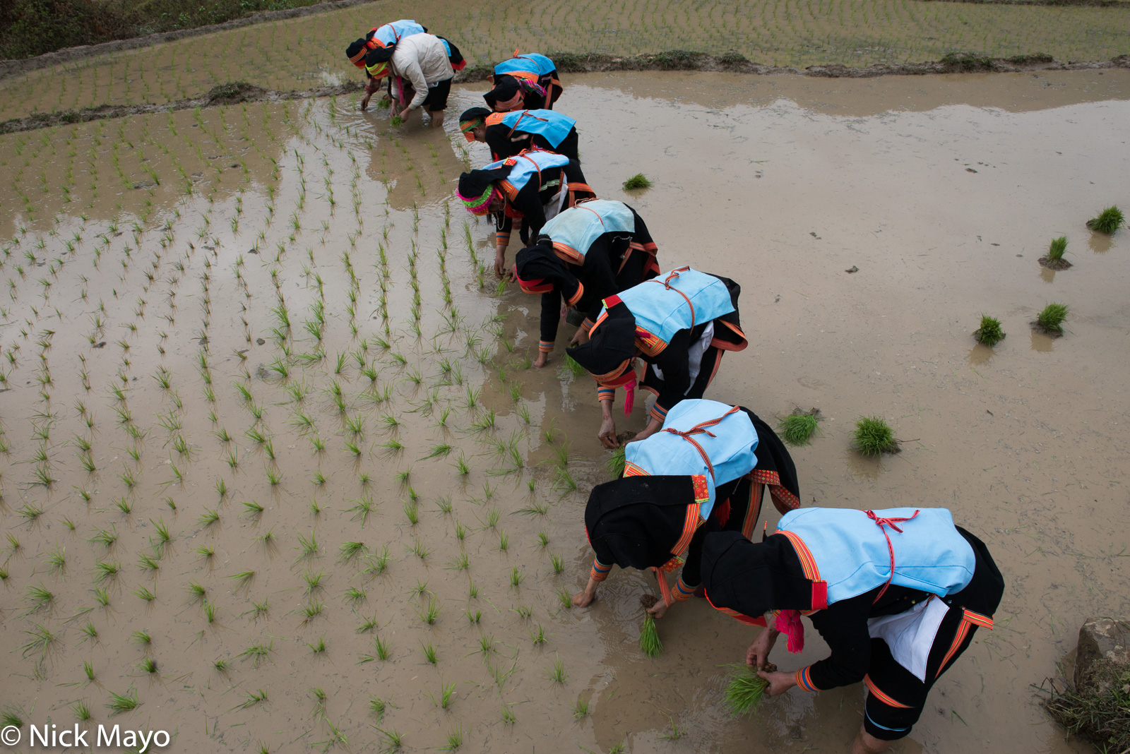 Transplanting paddy rice at the Black Dao village of Pocha.