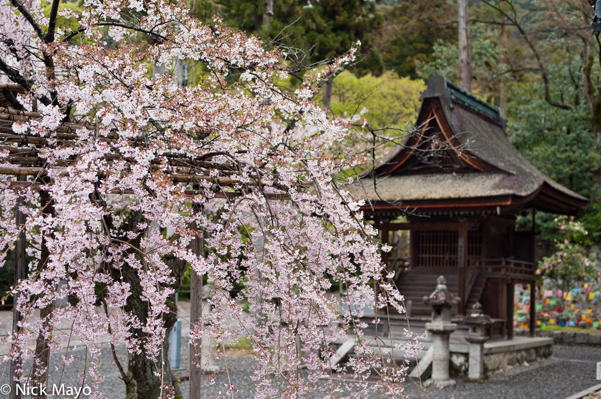 Sakura and a thatched shrine in Kyoto. &nbsp;