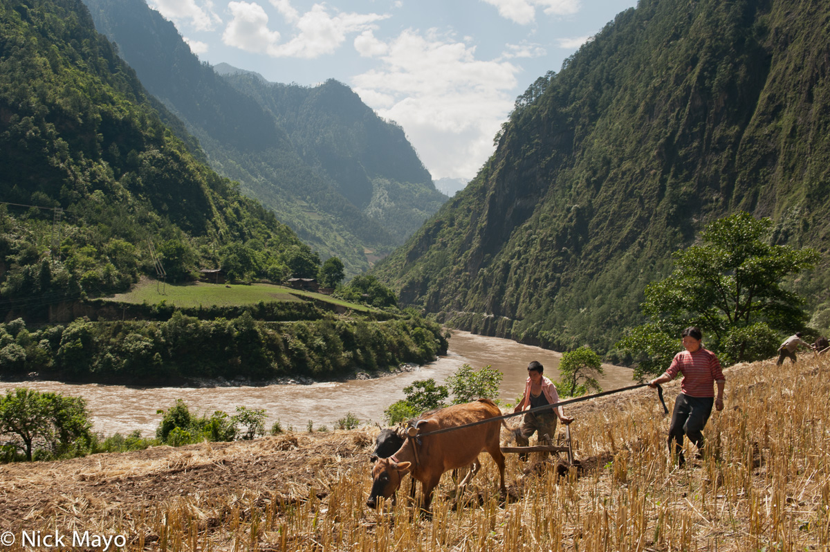 Lisu farmers ploughing with bullocks at Cho Na Tung in upper Nujiang.