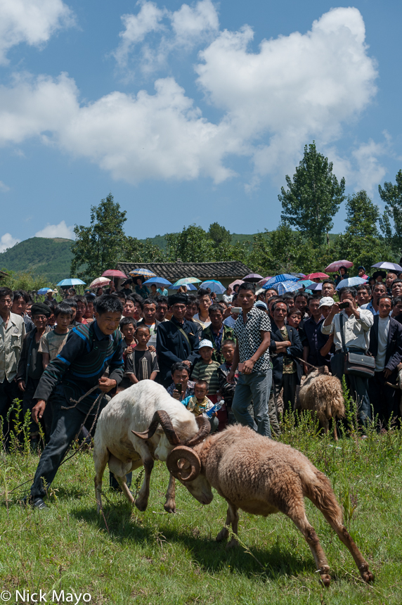 A ram (sheep) fight at a traditional sporting event in the Yi village of Hubo Luo in Daliangshan.