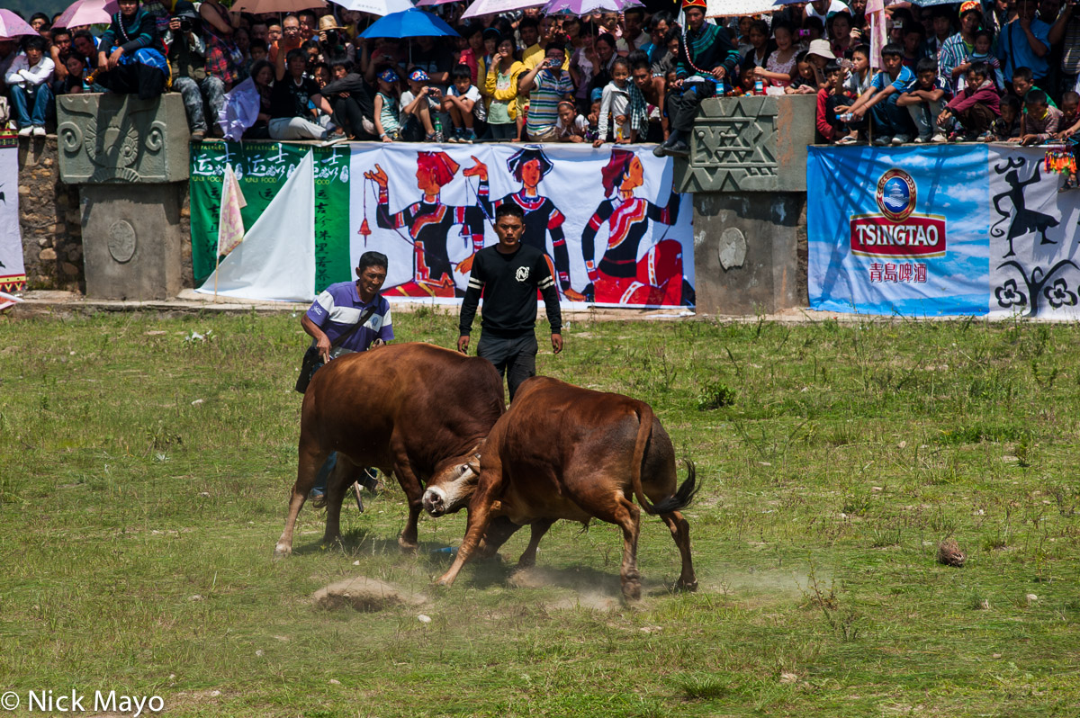 A bullfight at the stadium in the Yi village of Anha in Daliangshan.