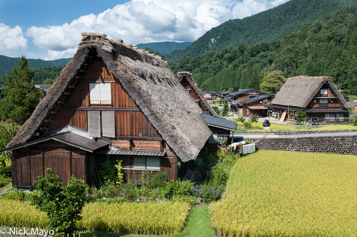 Thatched roof gassho houses among paddy fields in Shirakawa.