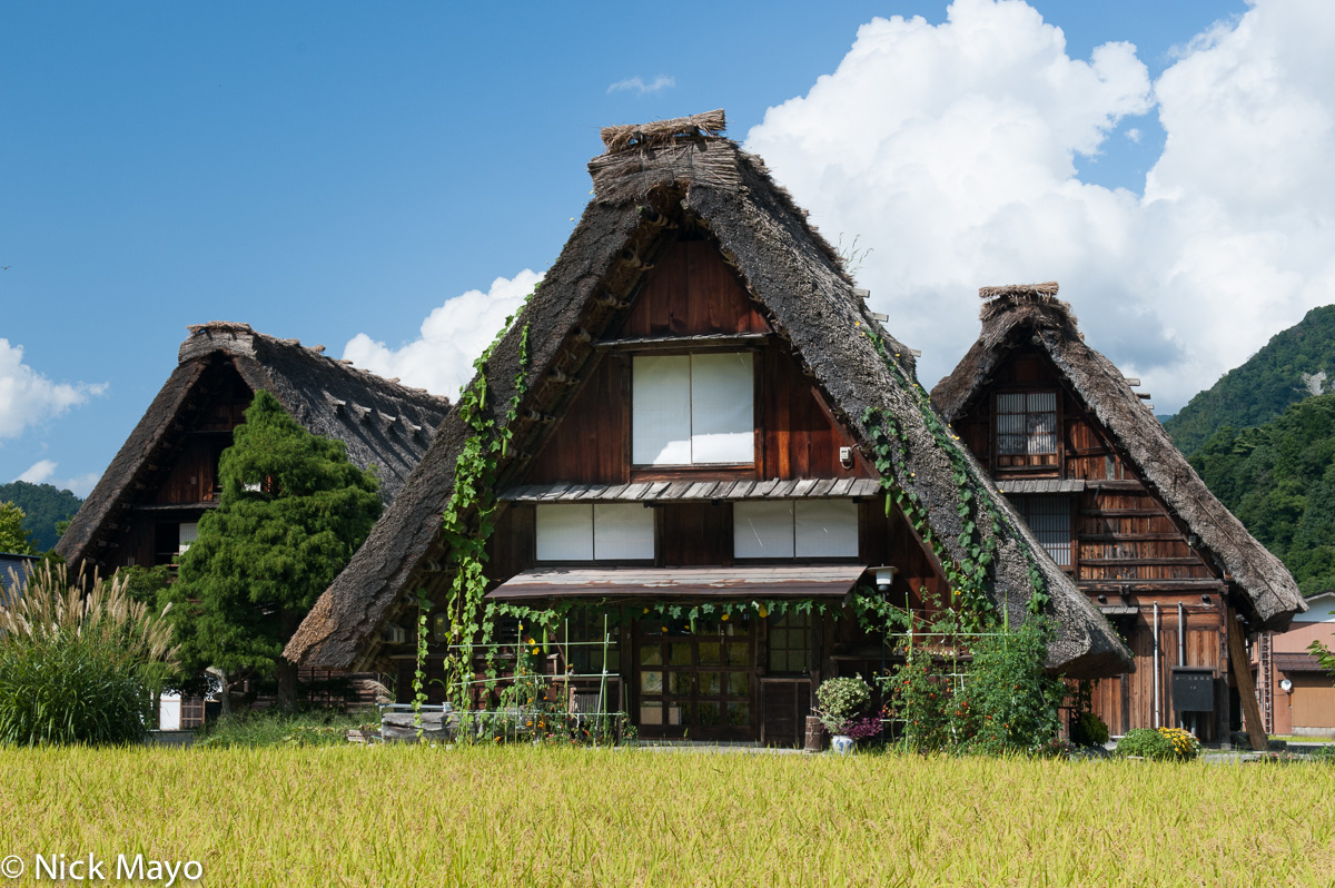Three thatched roof gassho houses behind a paddy field in Shirakawa.