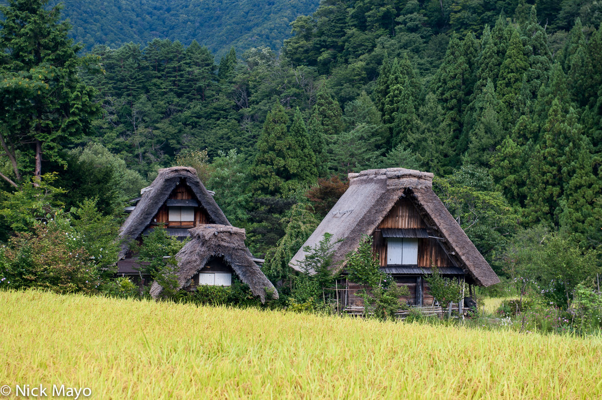 Three thatched roof gassho houses next to a paddy field in Shirakawa village.