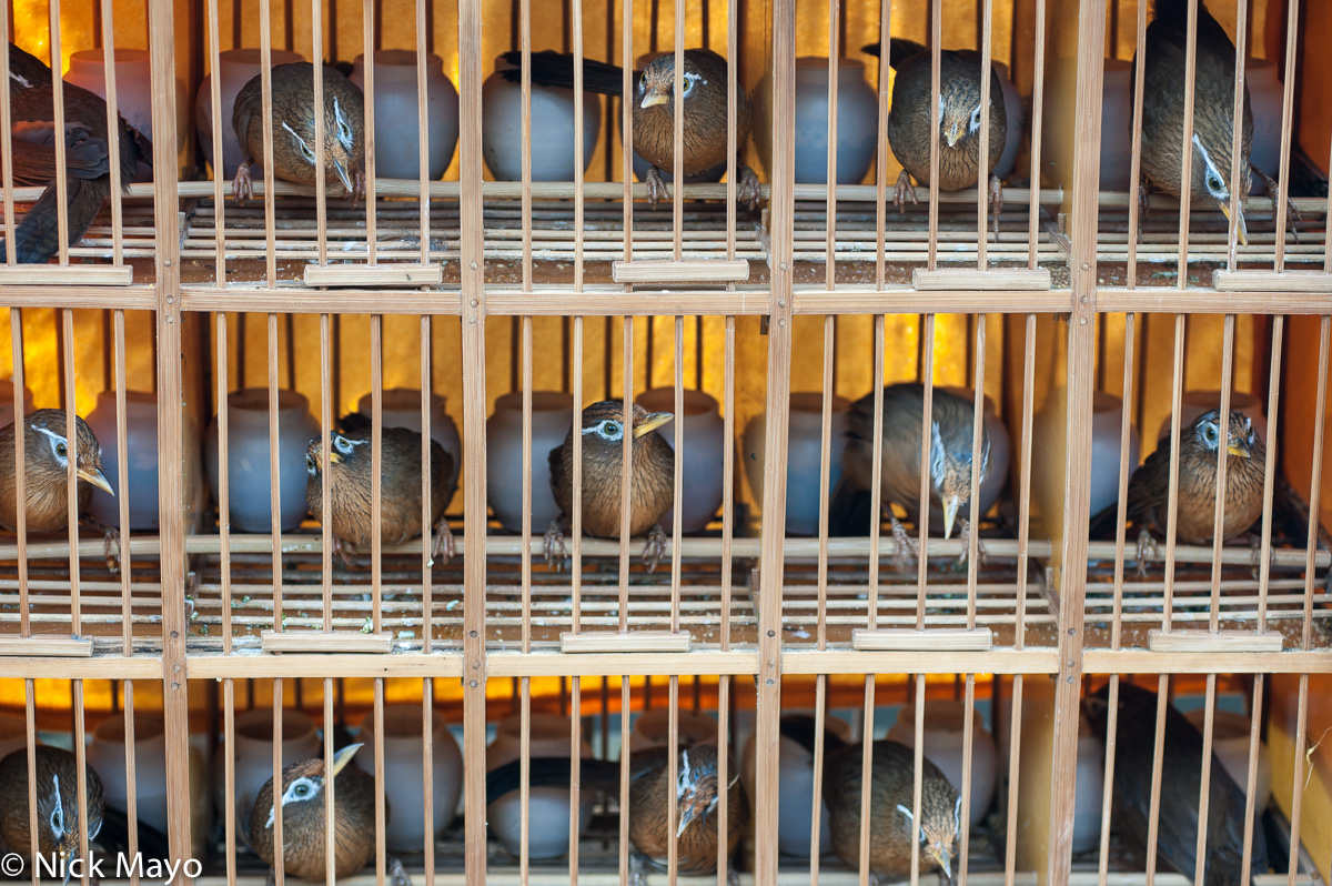 Fighting birds caged before their turn to participate in a competition in Baihe.