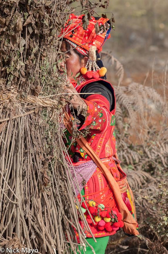 A shy Xibeile Yi women, wearing traditional clothes and hat, hiding behind a bundle of grasses.