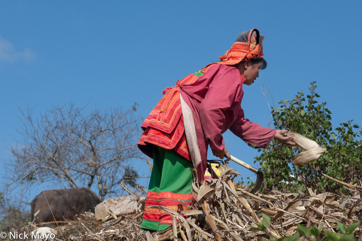 A Yi woman from the Xibeile area, in traditional clothes and hat, cutting dried corn stalks.