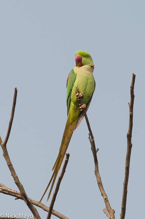 A green parakeet at Kaziranga National Park.