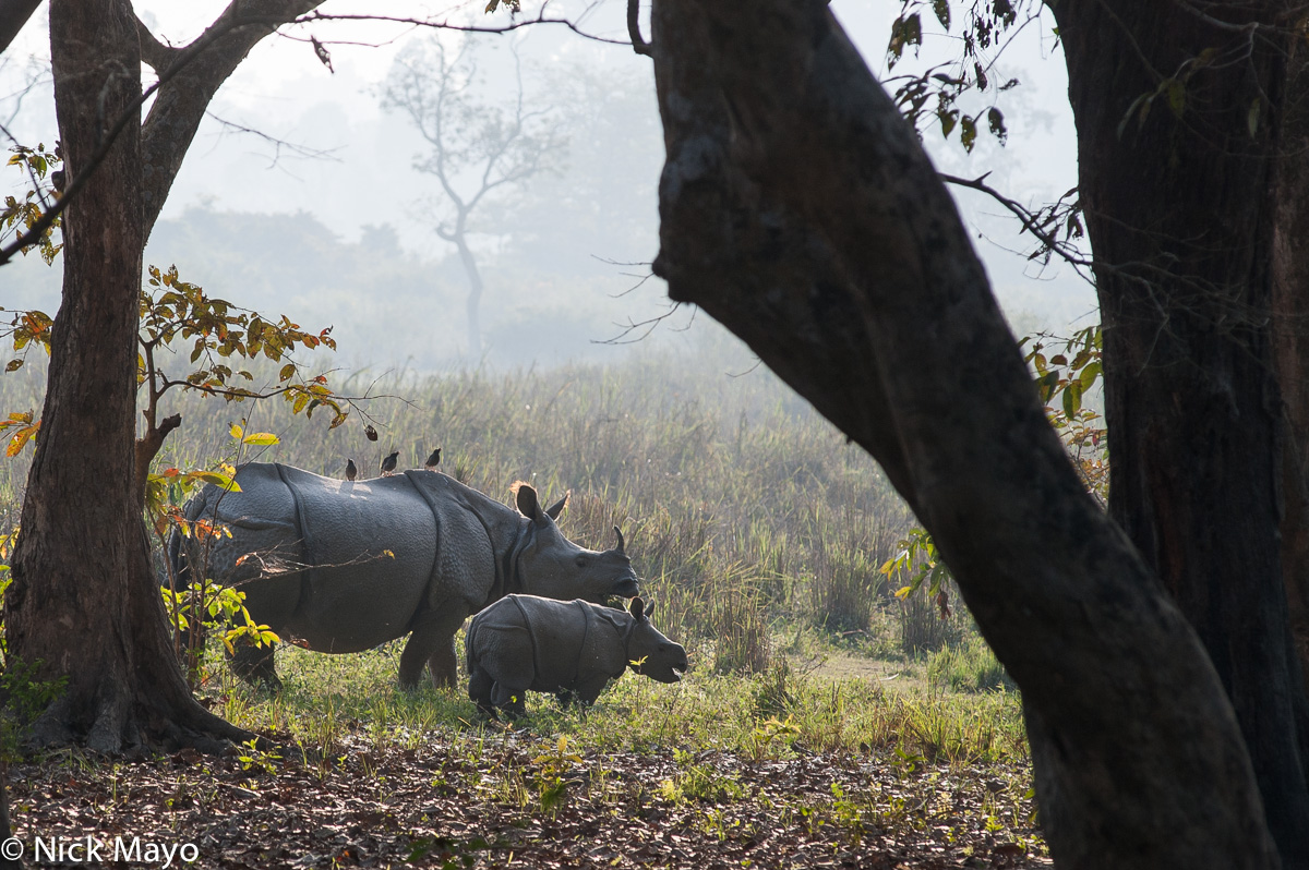 A rhinoceros and her young baby in the morning light of Kaziranga National Park.