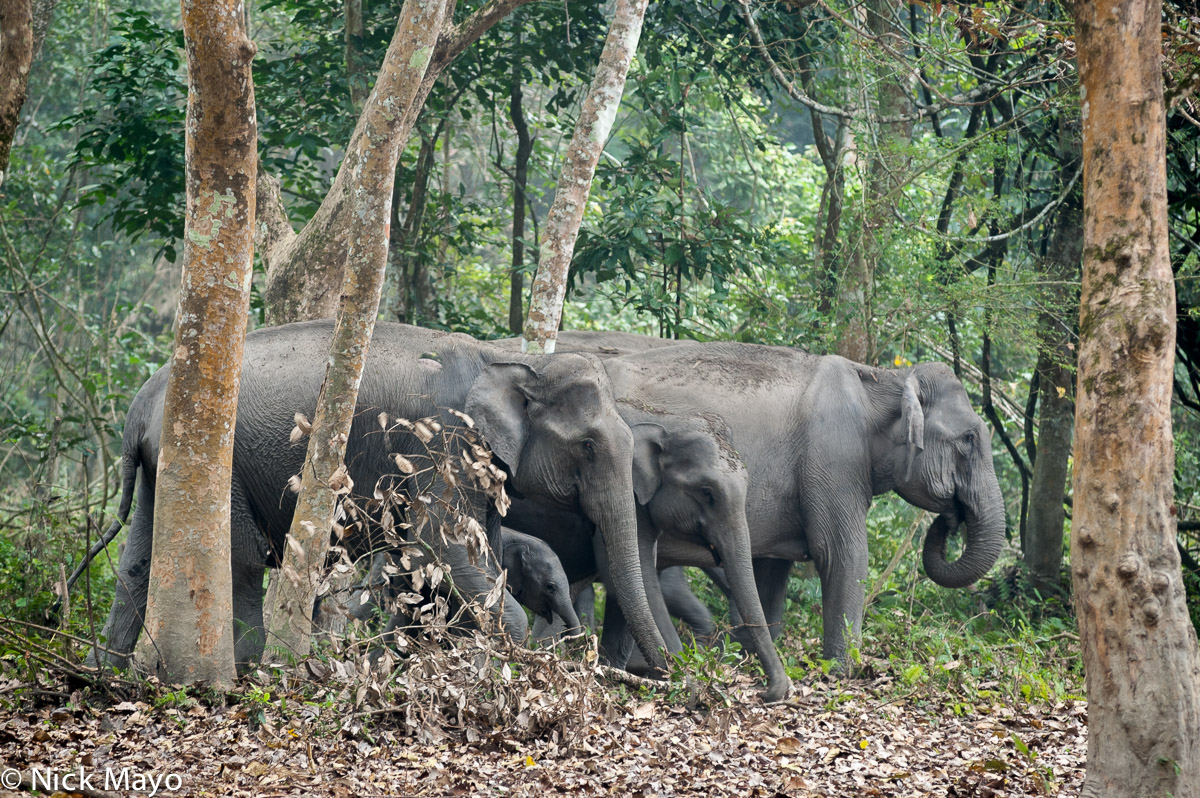 Four elephants at Kaziranga National Park.