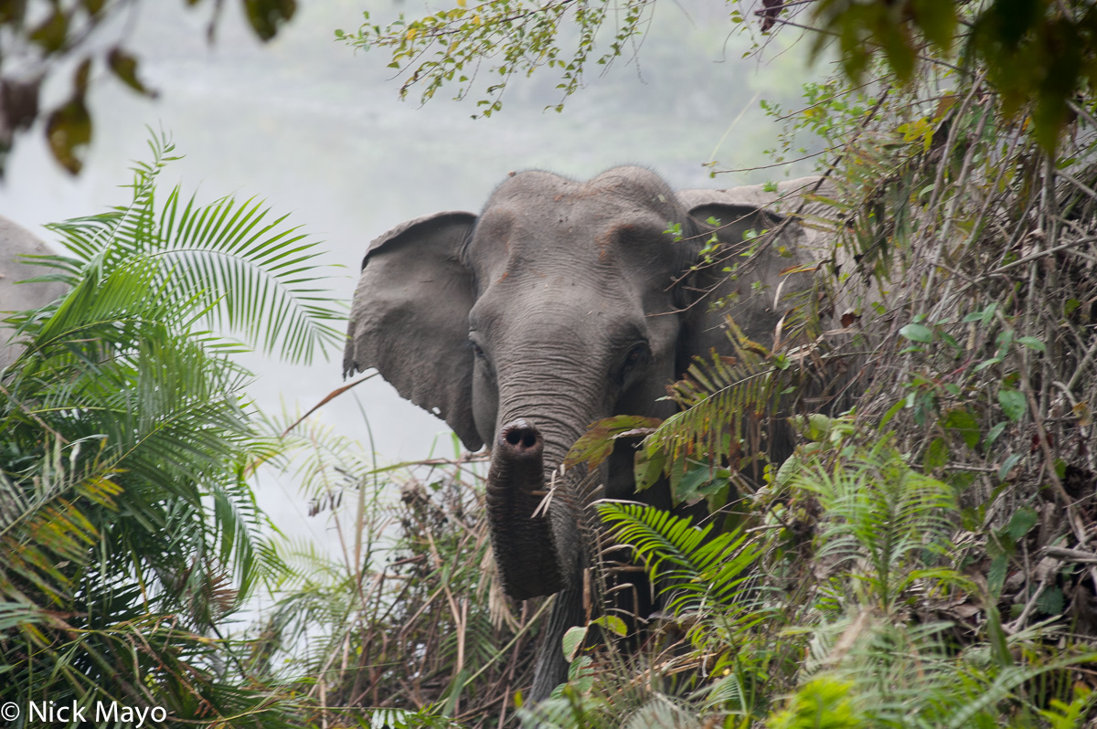 A Kaziranga National Park elephant trumpeting.