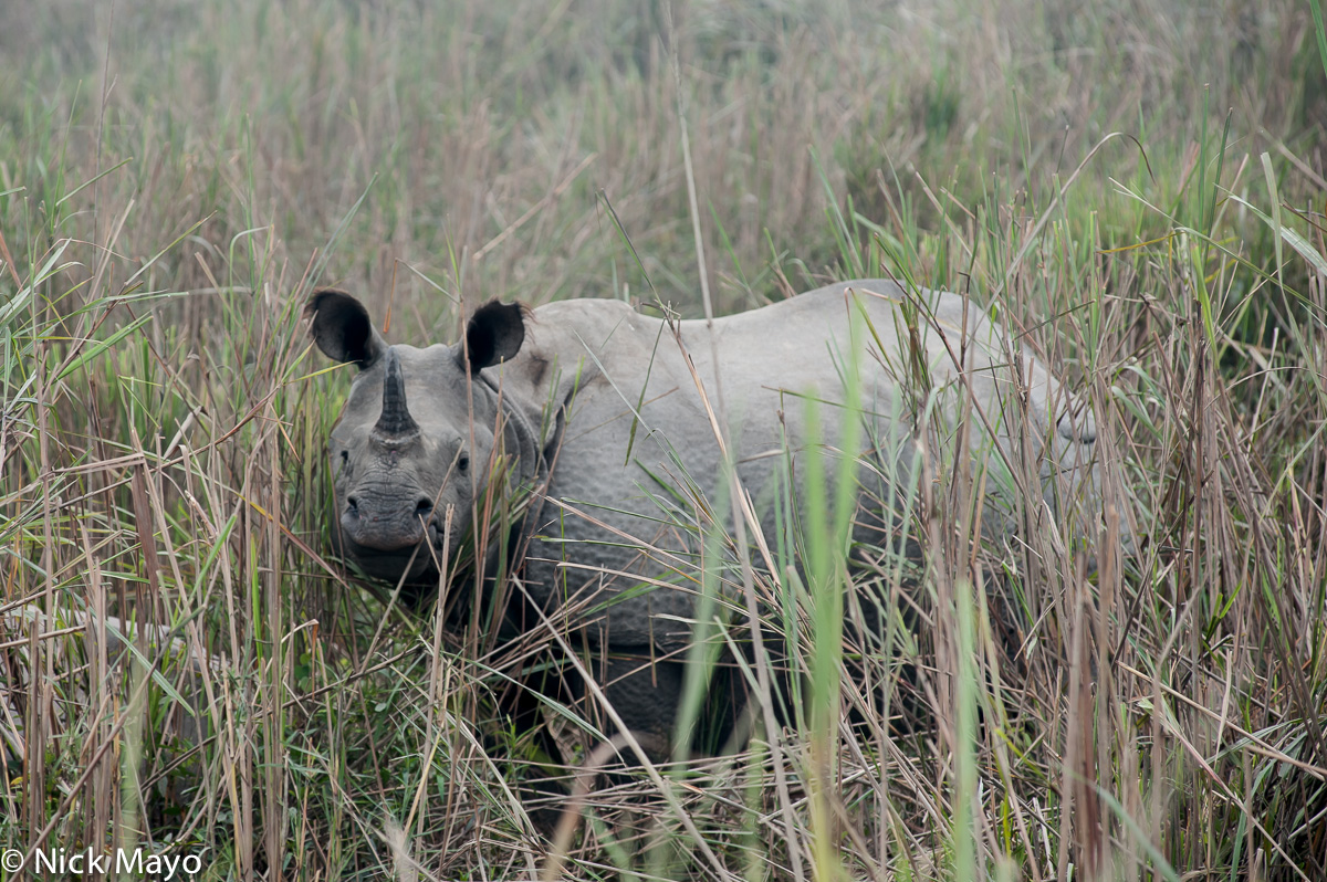 A rhinoceros at Kaziranga National Park.