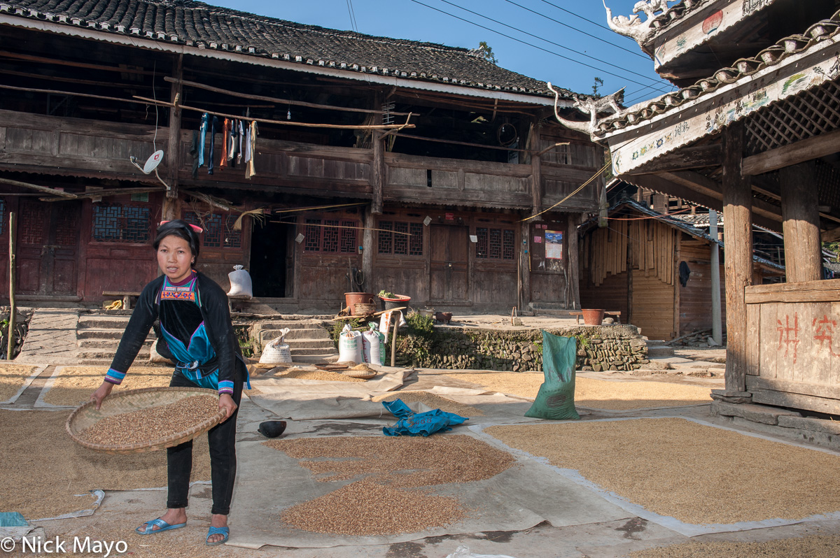 A woman winnowing drying paddy rice in the courtyard outside a large balconied house in the Dong village of Gaochien.