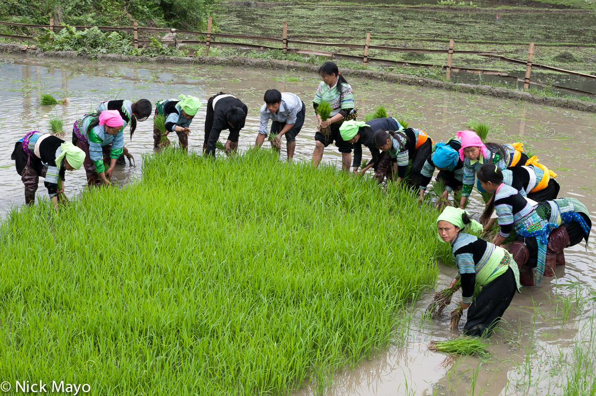 A group of Hmong (Miao) transplanting paddy rice near Muong Vi.