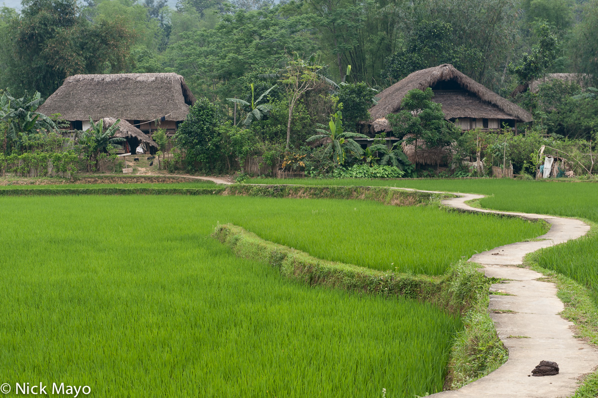 Two thatched farmhouses behind paddy paddy fields at Na Khum.