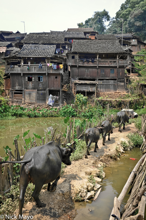 Water buffalo passing through the Dong village of Wuei.