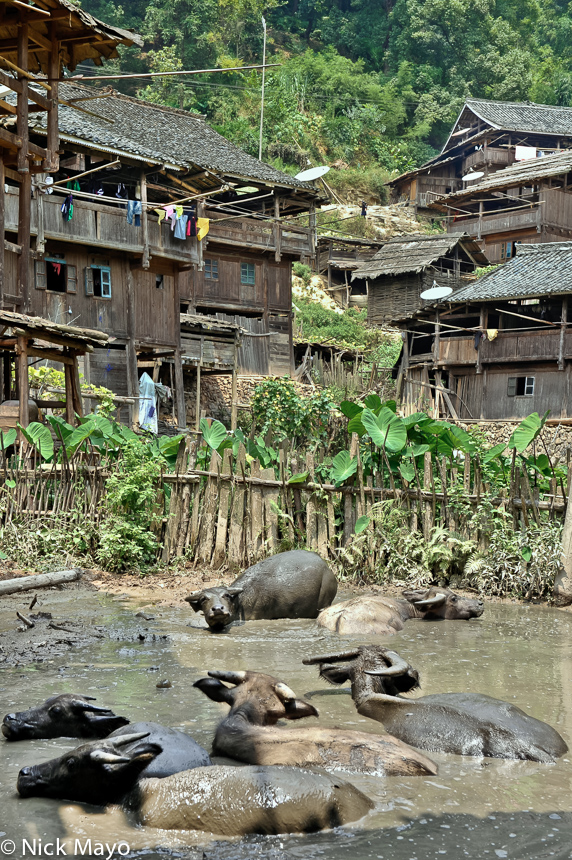 Water buffalo bathing in a mud wallow in the Dong village of Wuei.