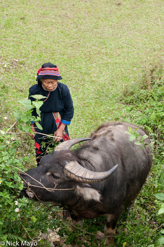 A Red Dao (Yao) woman grazing her water buffalo near Minh Tan.