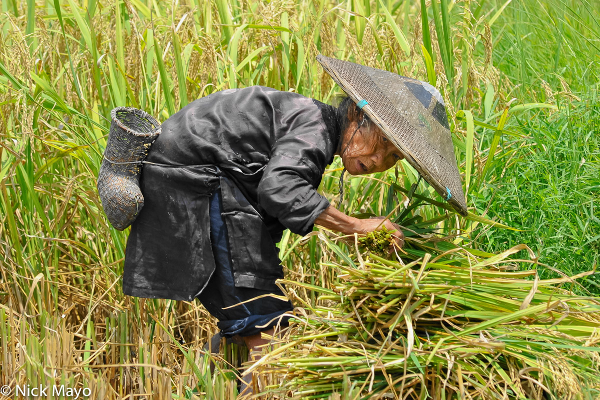 An older Zhuang woman carrying a sickle case harvesting paddy near the village of Gao Bien.