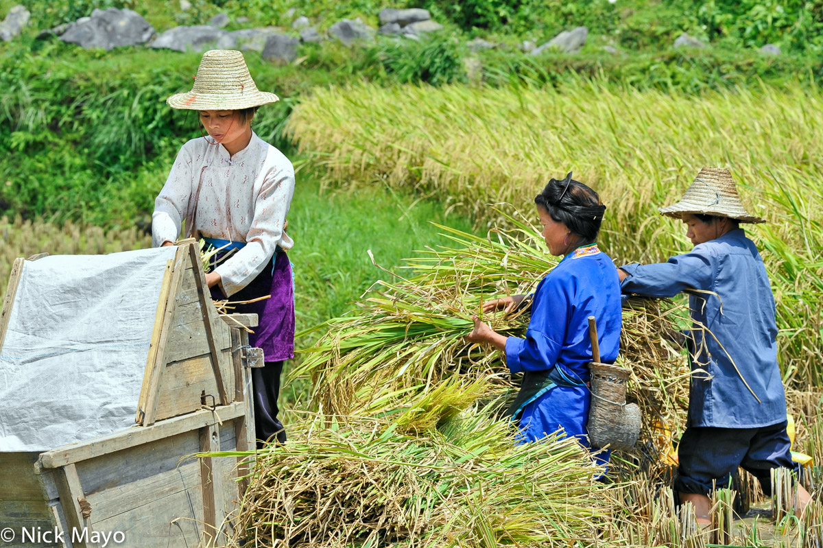 Three Zhuang women, one carrying a sickle case, threshing paddy with a foot operated thresher near Gan Bien.