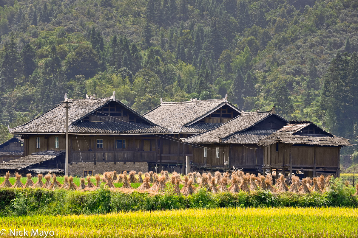 Wooden houses behind a ripe paddy field at Gan Bien.