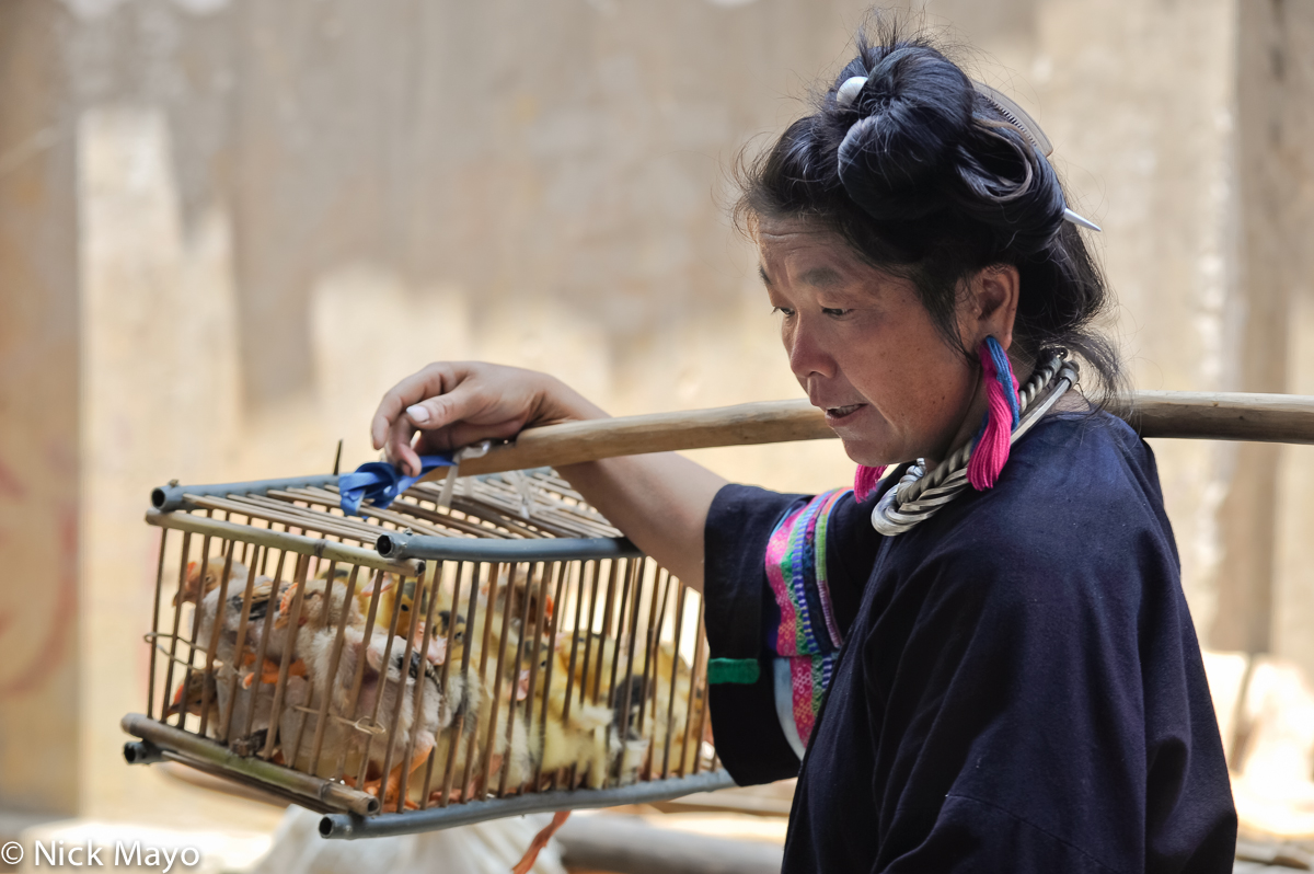 A Miao woman wearing a silver necklace and woollen earrings carrying a cage of ducklings on a shoulder pole at Ching Dong market...