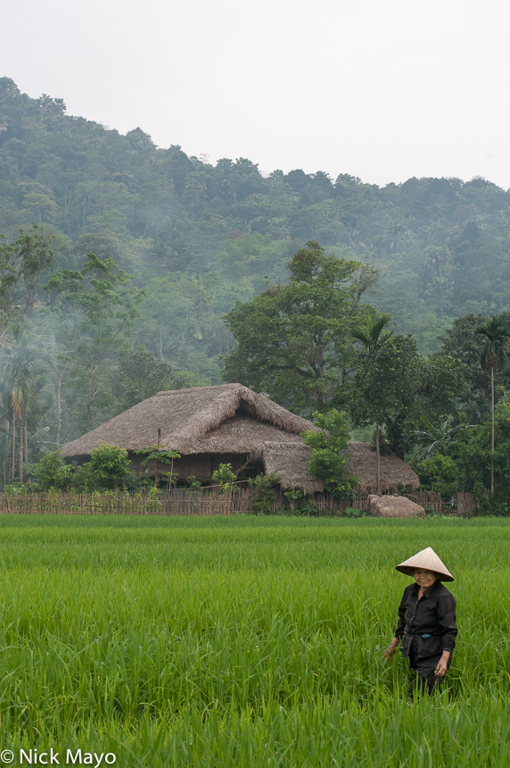 A Thai (Dai) woman in a conical hat standing in the paddy field in front of her thatched house at Cao Ba.