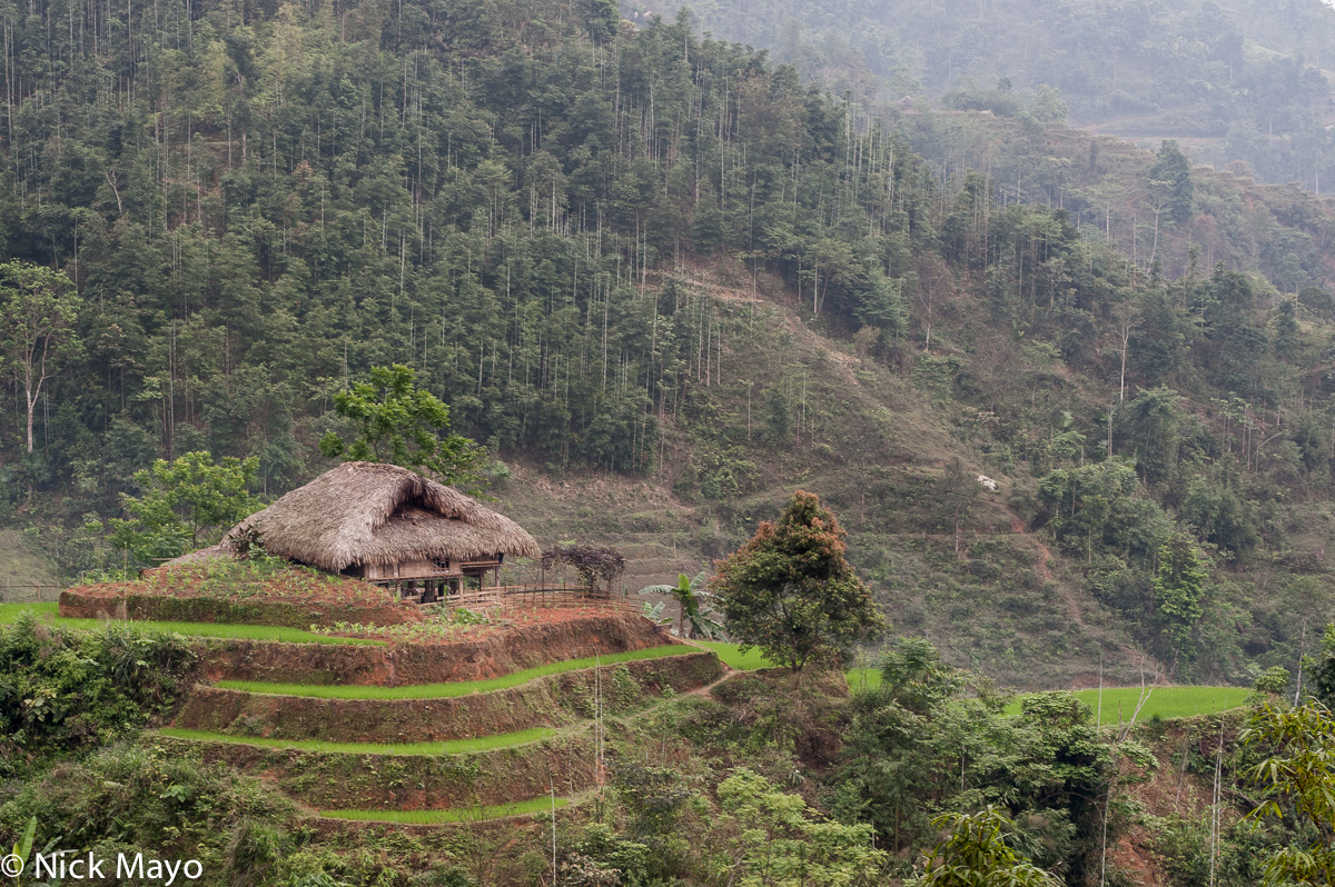 A thatched farmhouse sitting on a knoll of terraced paddy at Ban Khoot.